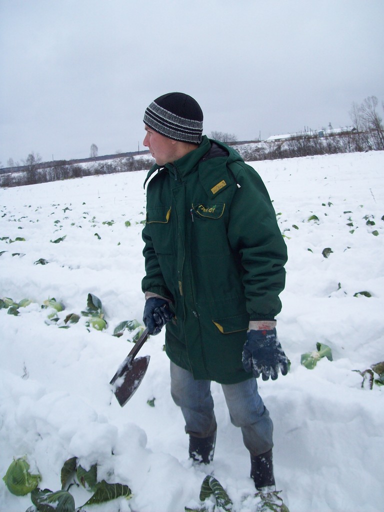 на фото агроном Алексей Запорожец на уборке капусты.JPG